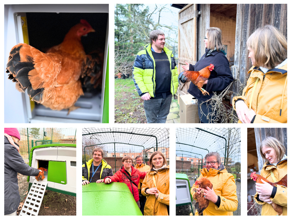 Unsere Hühner sind eingezogen 